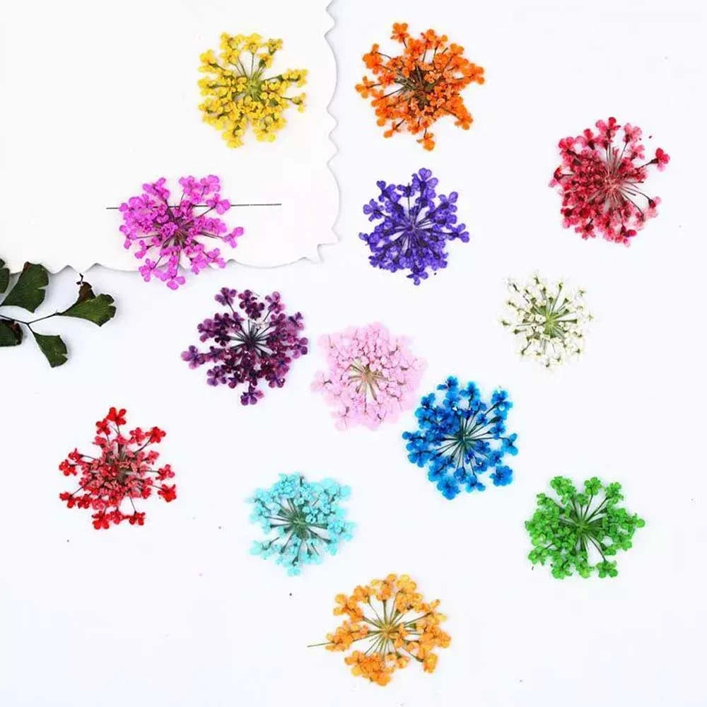 Baby's Breath Dried Pressed Flowers