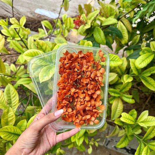 Burnt Sienna Hydrangea Flower Box