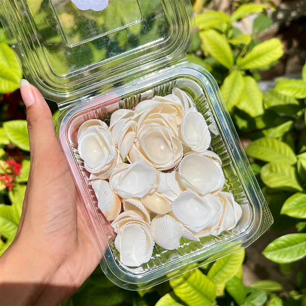 Classic White Shells β Ocean Resin Pack