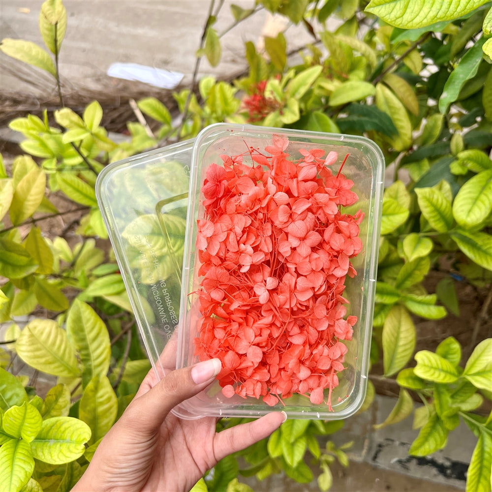 Coral Crush Hydrangea Flower Box
