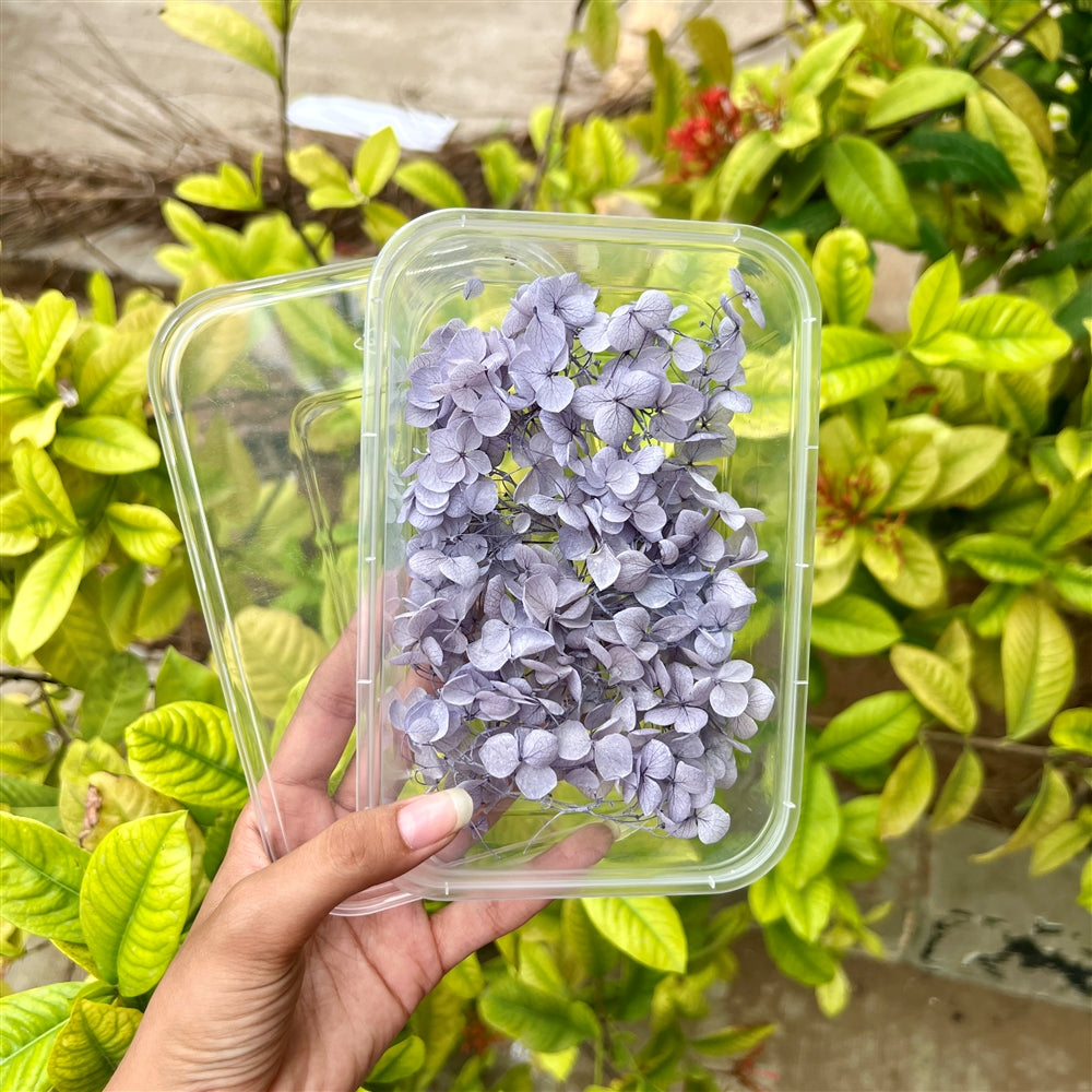 Dove Lilac Hydrangea Flower Box