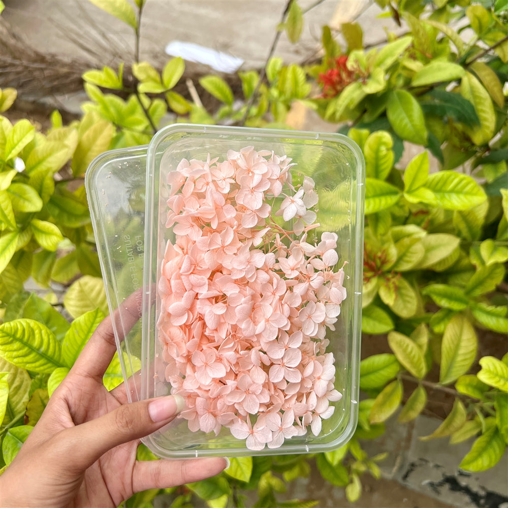 Peach Sorbet Hydrangea Flower Box