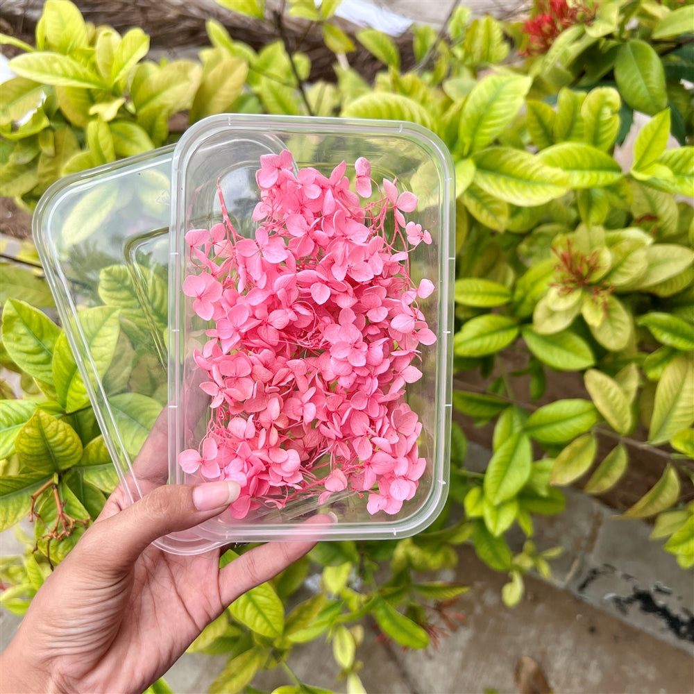 Rosy Pop Hydrangea Flower Box