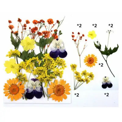 Gloden Bloom Mix Pressed Flowers