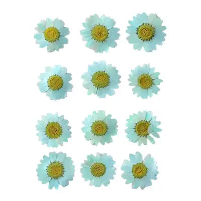 Sky Blue Daisy Pressed Flowers