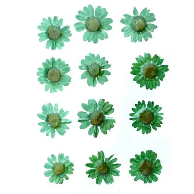 Green Daisy Pressed Flowers