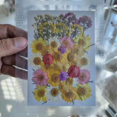 Everlasting Summer Mix Pressed Flowers