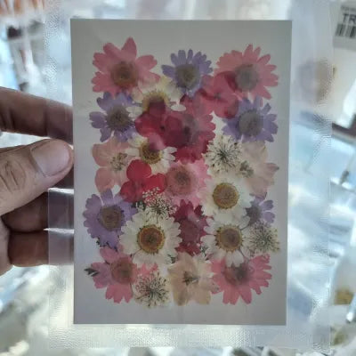 Pink Whisper Mix Pressed Flower