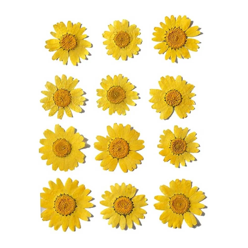 Yellow Daisy Pressed Flowers