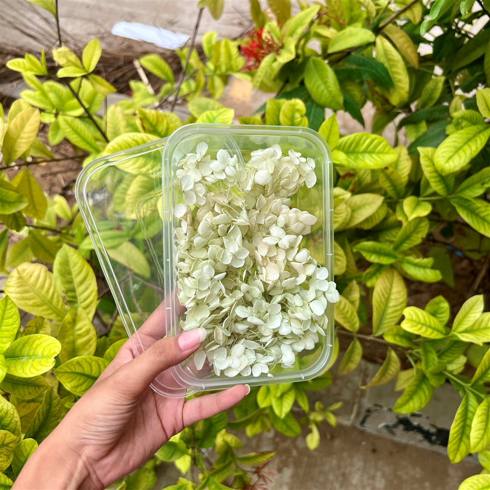 Almond Milk Hydrangea Flower Box