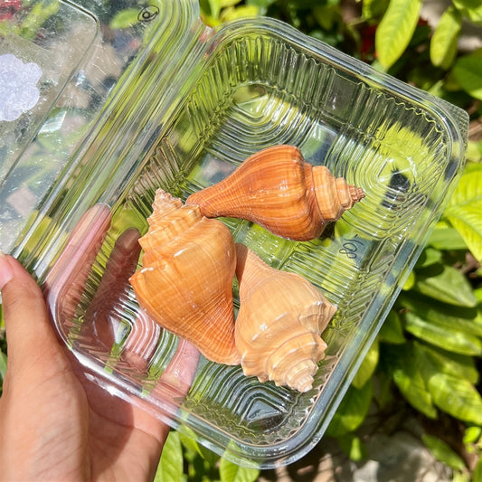 Amber Conch Shells – Premium XL Trio