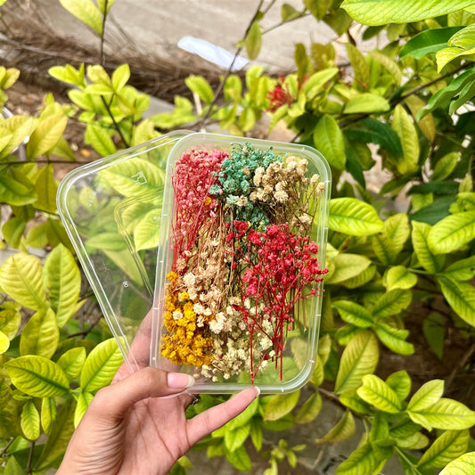 Baby Breath Mix Color – Dried Flower Box