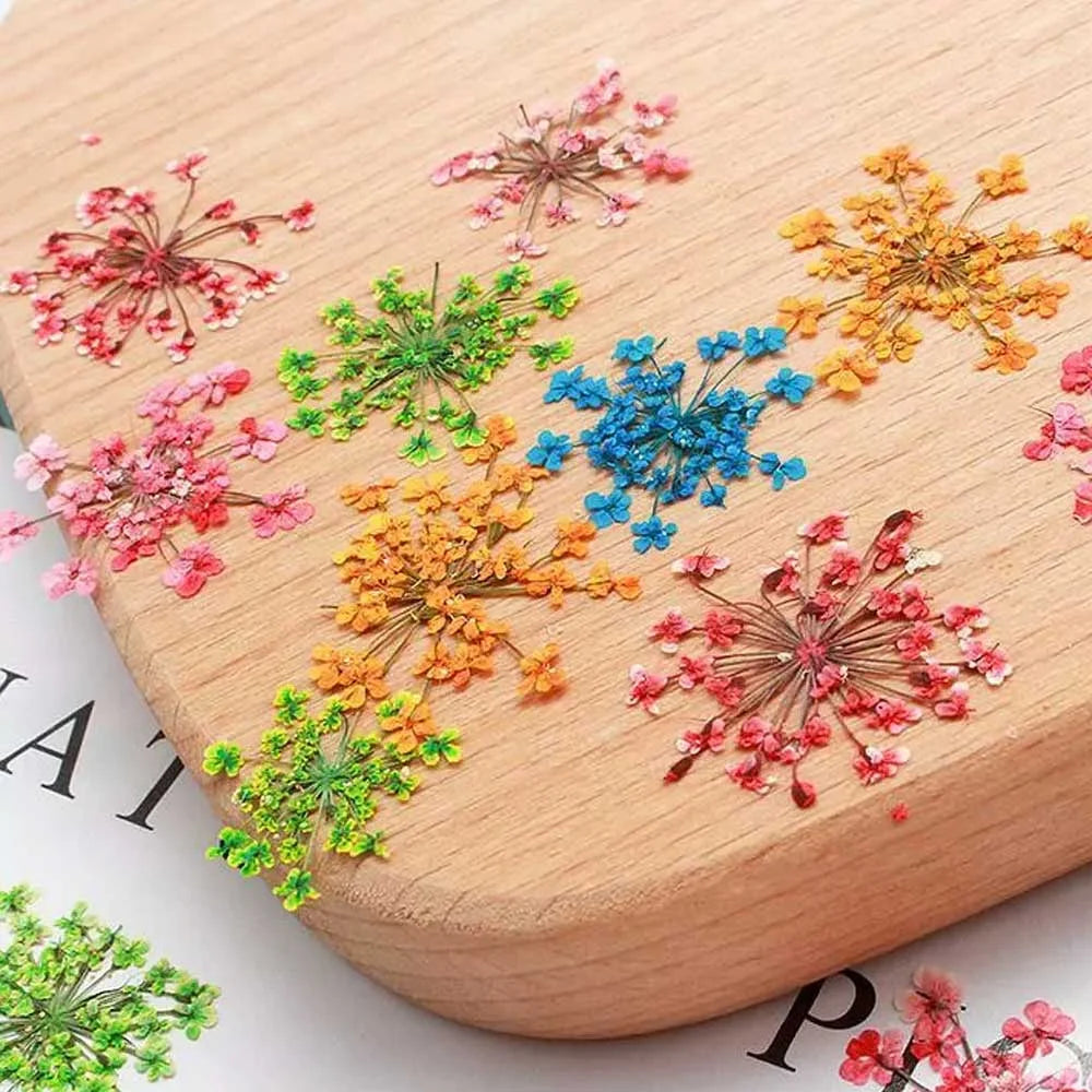 Baby's Breath Dried Pressed Flowers