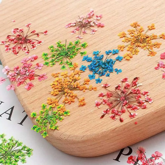 Baby's Breath Dried Pressed Flowers