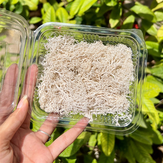 Beige Ocean Moss