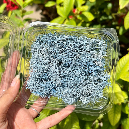 Blue-Grey Ocean Moss