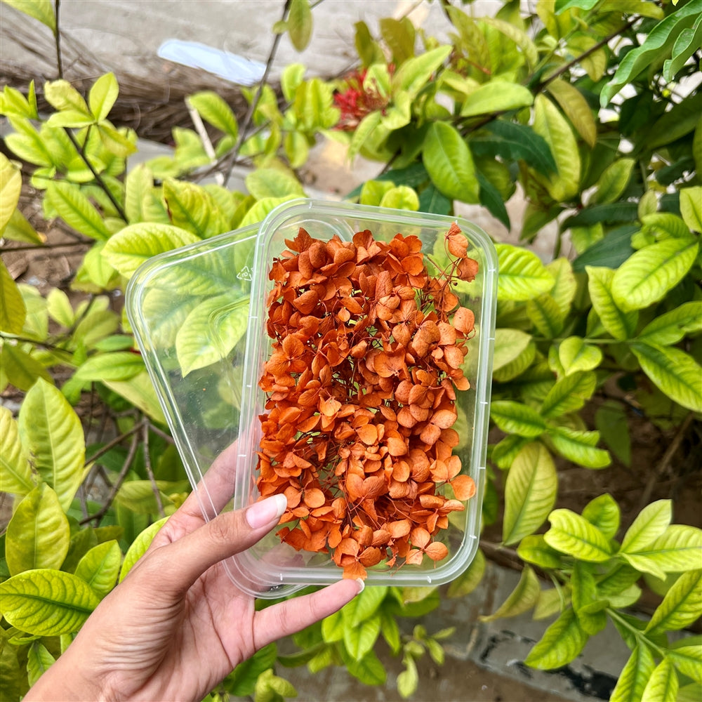 Burnt Sienna Hydrangea Flower Box