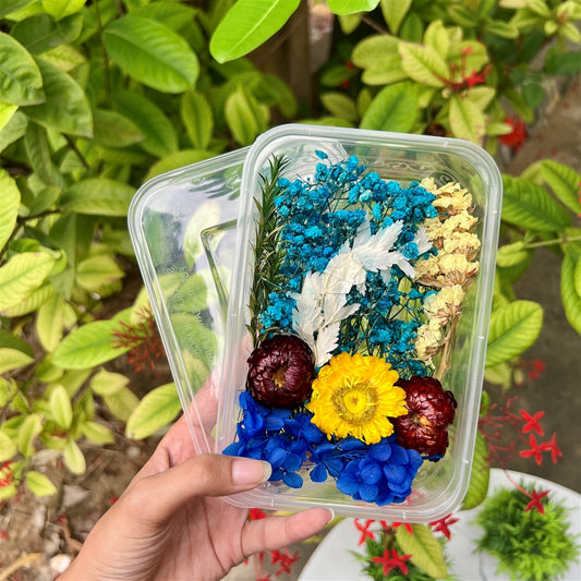 Celestial Horizon Blossom Dried Flower Box