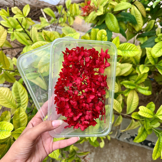 Cherry Flame Hydrangea Flower Box