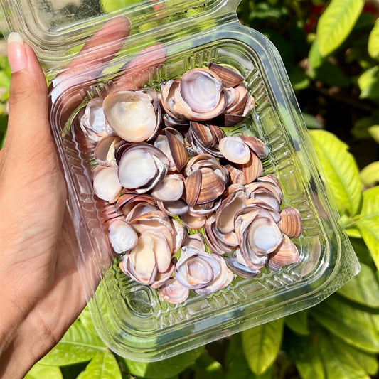 Dusky Mauve Shells – Glossy Finish Pack