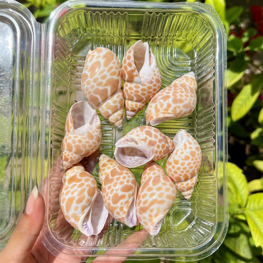 Giraffe Print Shells – Gloss Safari Set