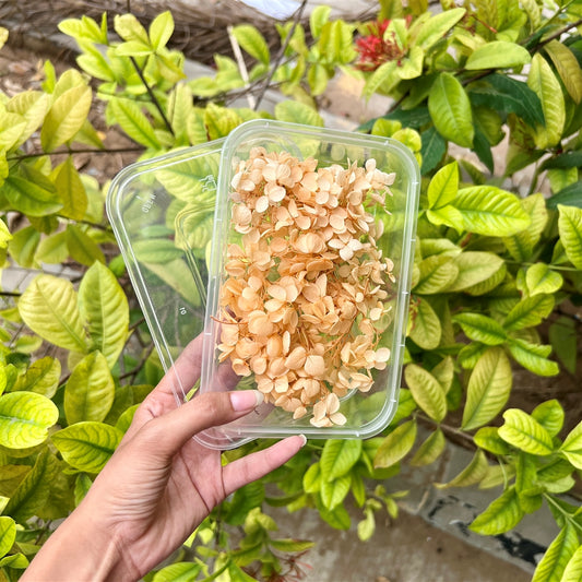 Golden Glow Hydrangea Flower Box