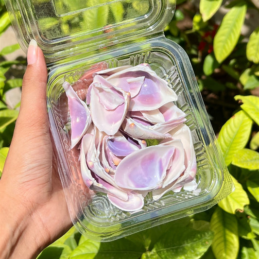 Iridescent Lavender Shells – Pearl Shine Finish