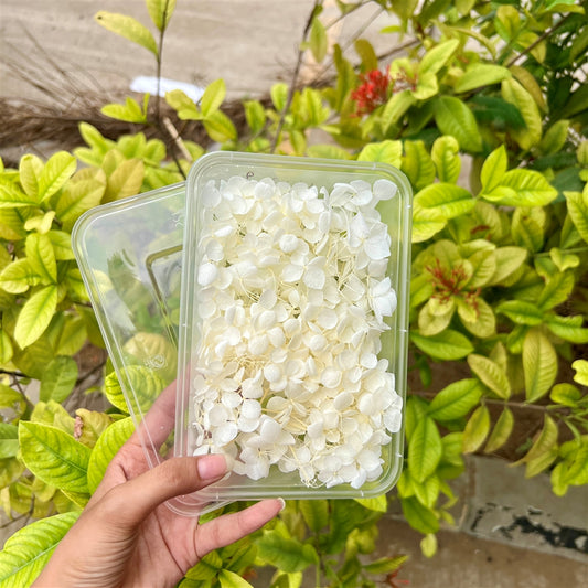 Ivory Mist Hydrangea Flower Box