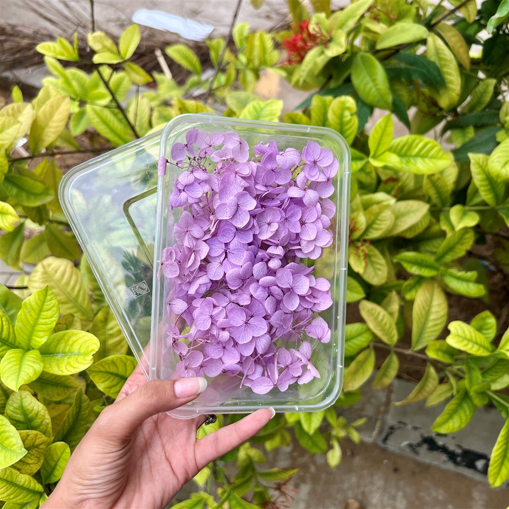Lilac Whisper Hydrangea Flower Box