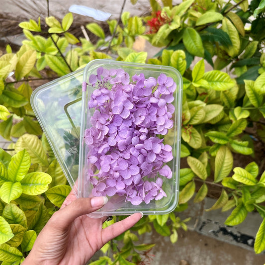 Lilac Whisper Hydrangea Flower Box