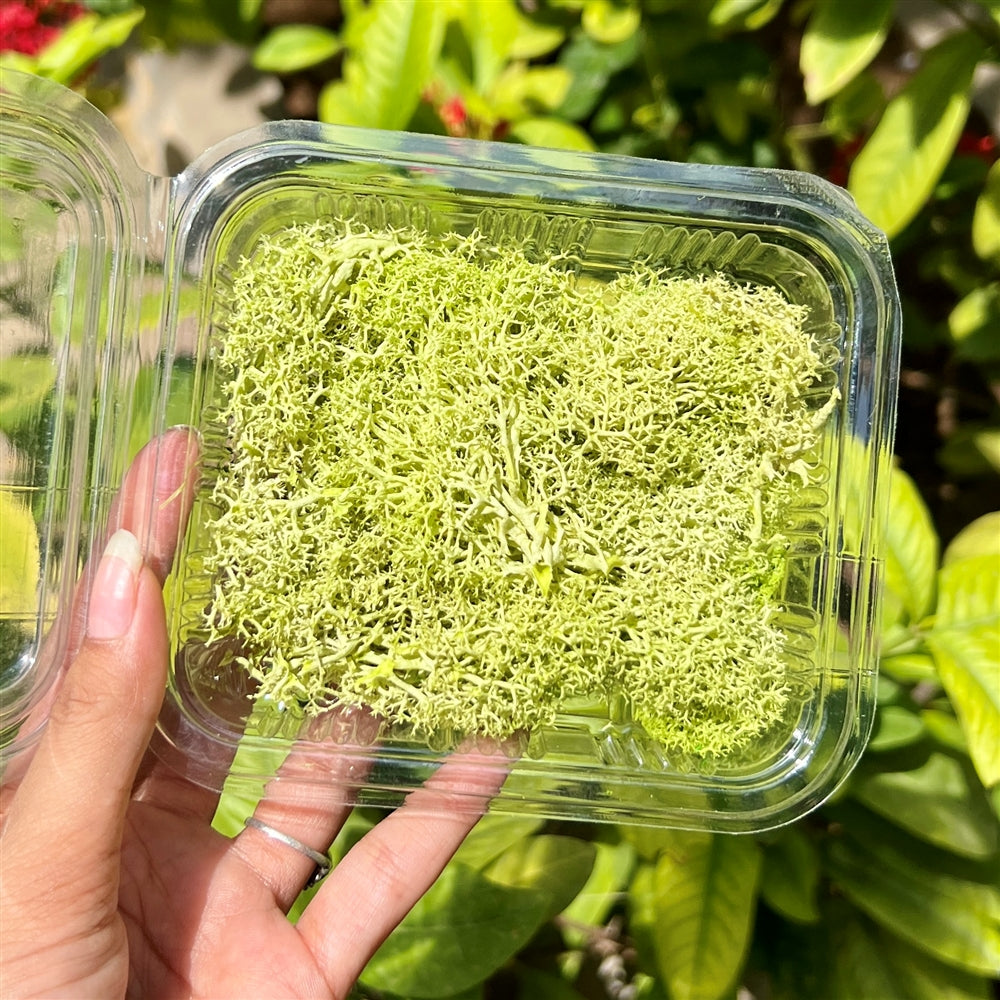 Lime Green Ocean Moss