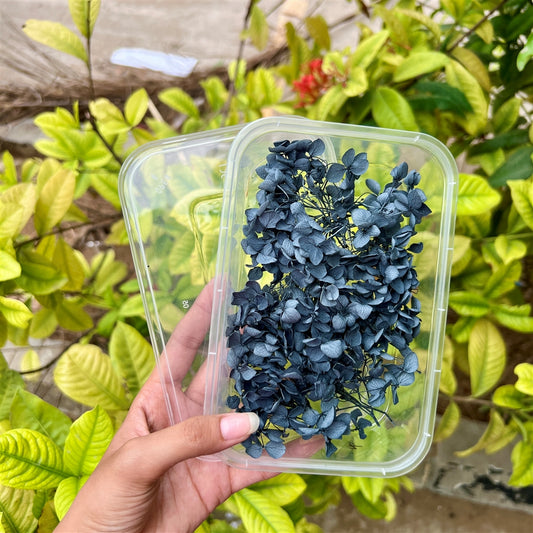 Midnight Ink Hydrangea Flower Box
