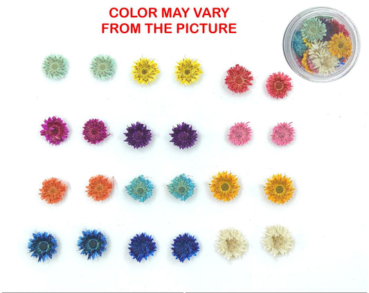 Mini Daisy Mix Dried Pressed Flowers