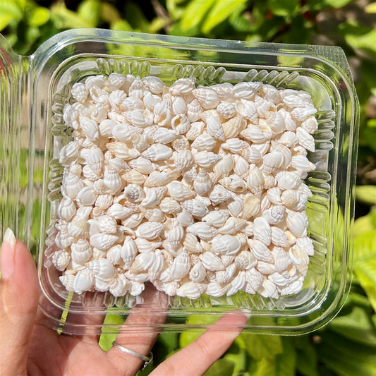 Mini Frosted Shells – Matte White Mix