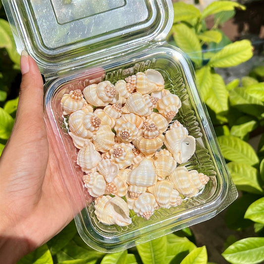 Mini Spiral Shells – Peach Coral Edition