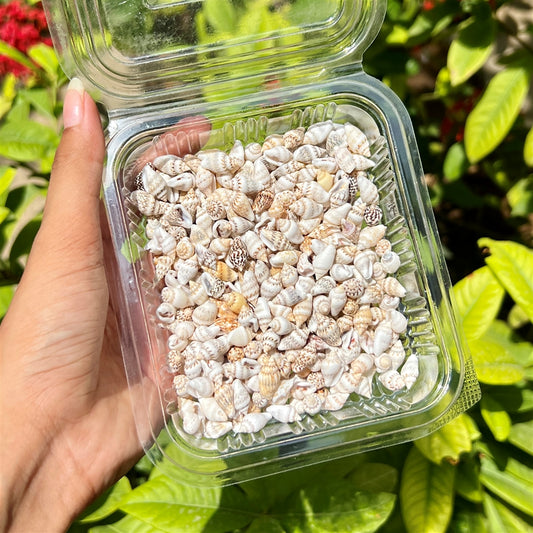 Miniature Spotted Shells – Tiny Mix Pack