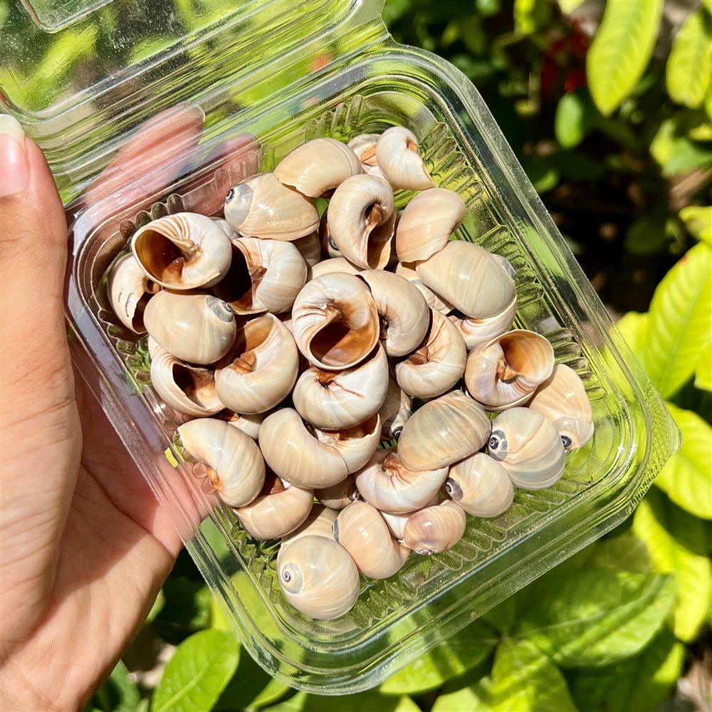 Mocha Swirl Shells – Gloss Finish Pack