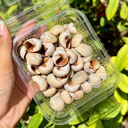Mocha Swirl Shells – Gloss Finish Pack