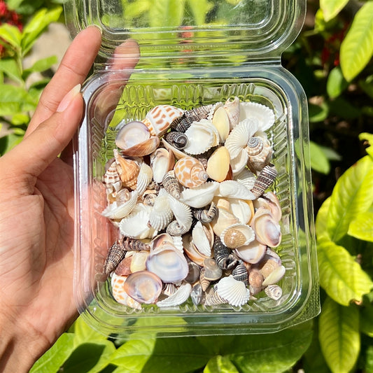 Ocean Treasure Mix – Assorted Natural Shells