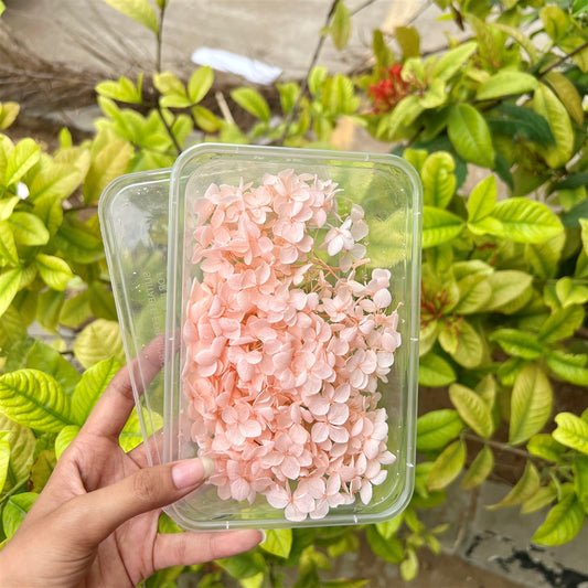 Peach Sorbet Hydrangea Flower Box