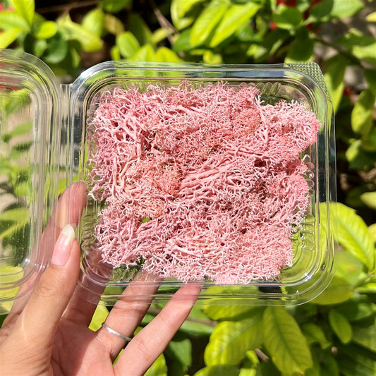 Rose Pink Ocean Moss