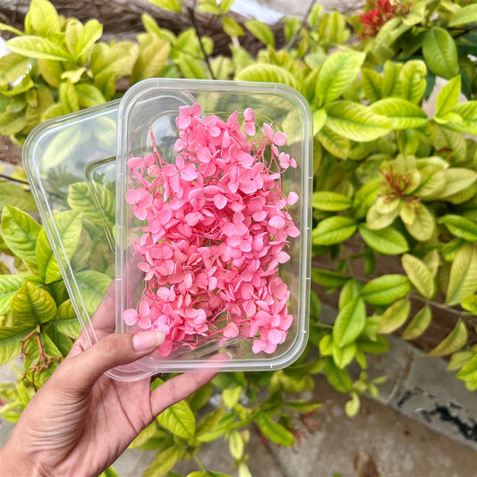 Rosy Pop Hydrangea Flower Box