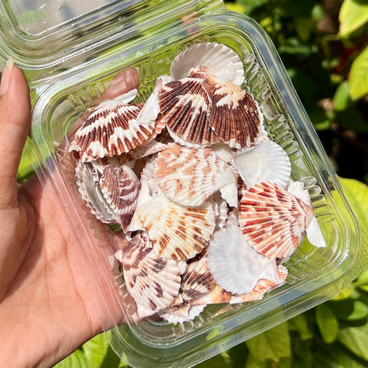 Sunburst Scallop Shells – Fan Pattern Set