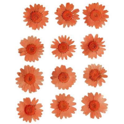 Orange Daisy Pressed  Flowers