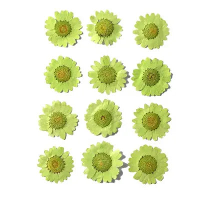 Light Green Daisy  Pressed  Flowers