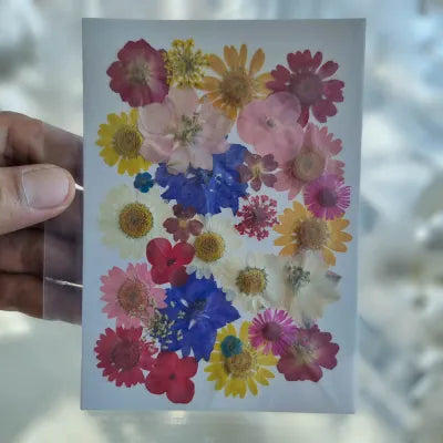 Colorburst Florals Pressed Flowers