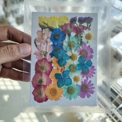 Nature's Rainbow Pressed Flower