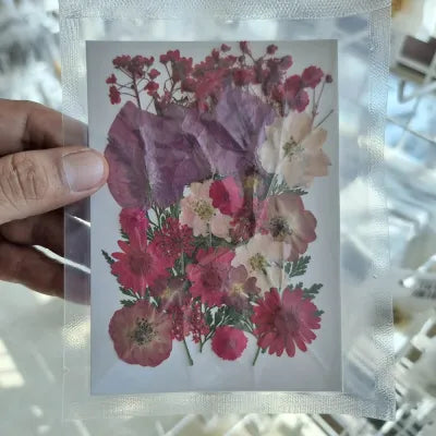 Berry Wine Mix Pressed Flower