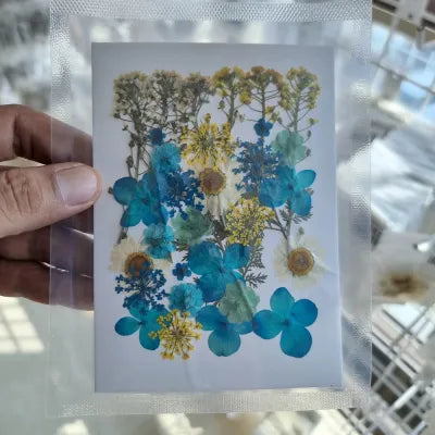 Blueberry Bloom Mix Pressed Flower