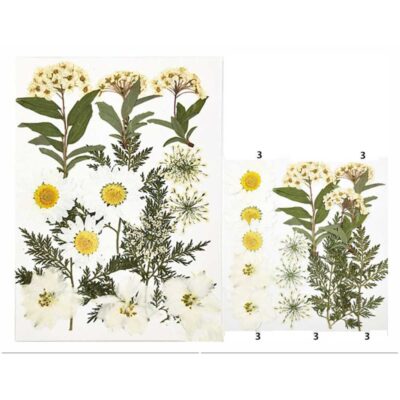 Forest Meadow Mix Pressed Flowers